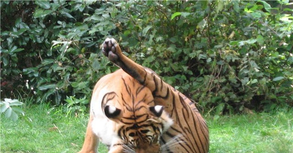Хорошая бестия сидит голой попой на тигром покрывале
