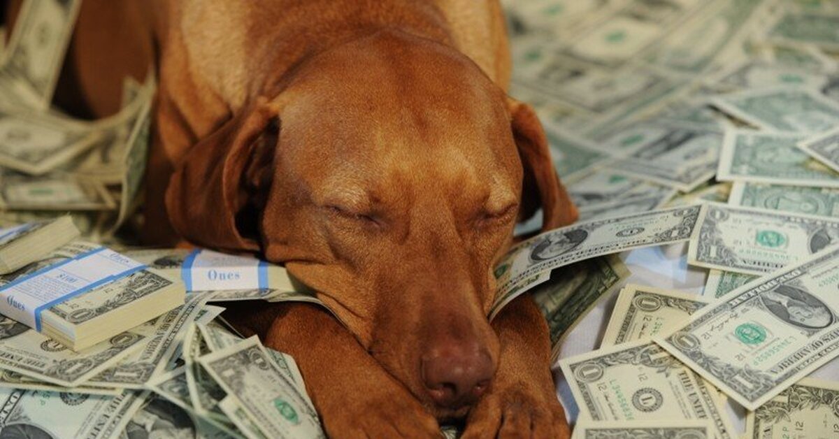 Деньги с животными фото