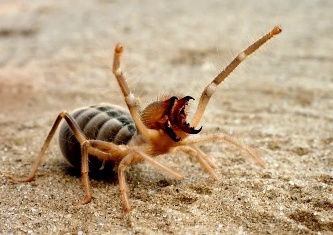 Ядовитые пауки в астрахани фото