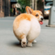 Аватар пользователя zhopka.corgi