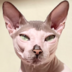 HesusTheCat