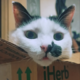 ����� ����� ������ ���� �����������
