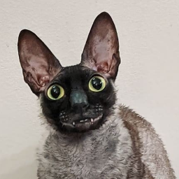 Belolapa