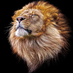 lionet96