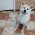 petfes