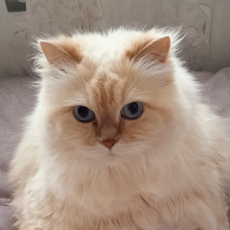 YoshKa