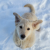 WildIceFox