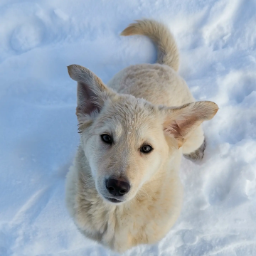 WildIceFox