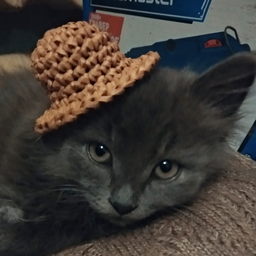 Yukkit