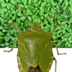 Heteropter