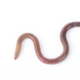 ������ ������������ ToiletWorm