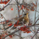 ������ ������������ kind.bird