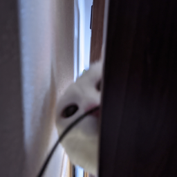IlichPuk