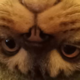 ������ ������������ Sniffi