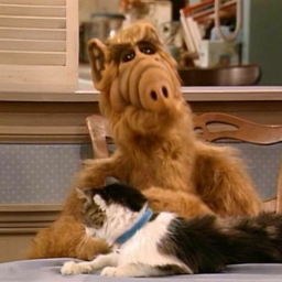 Alf1376