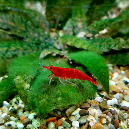 Poosha