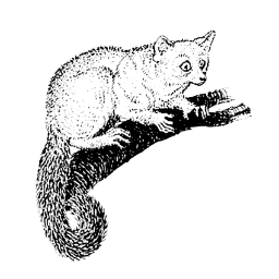 lemur.galago