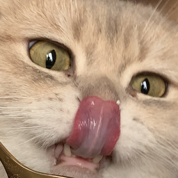trbdbmbom