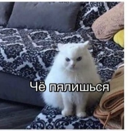 naasstyaa