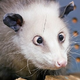 Аватар пользователя Opposum438