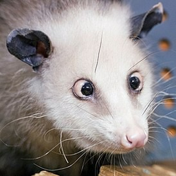 Opposum438