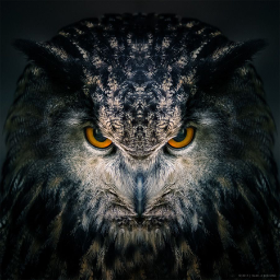 EvilOwlet
