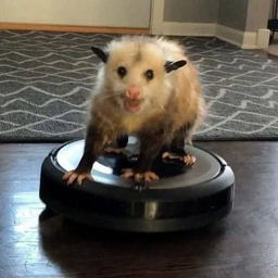berklyuts