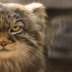 rainbowmanul