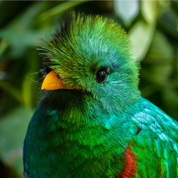 JungleBird