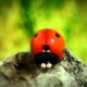   MadBug