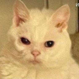 NuclearRat
