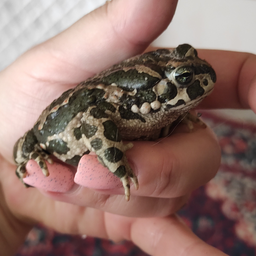 NataPush