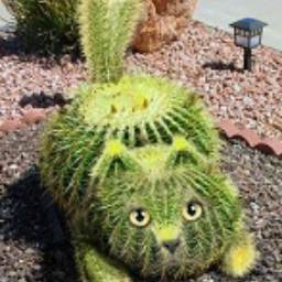 LadyCactus