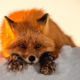 ������ ������������ Sweeetfoxy
