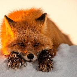 Sweeetfoxy