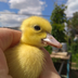 YELLowDUCK007