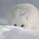 Аватар пользователя Polar.fox