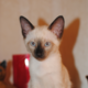 ������ ������������ wildkater