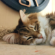 ������ ������������ Sqey