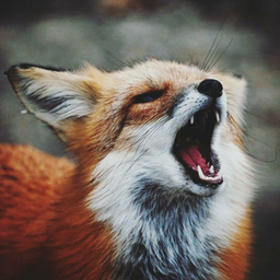 Onreox