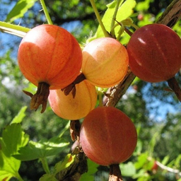 spichechka