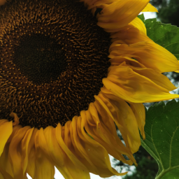 NuclearGirl