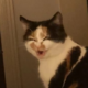 ������ ������������ HohmaWes