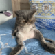 ������ ������������ ZilibobaMan