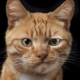 ������ ������������ MrMadCat