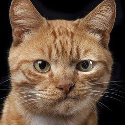 MrMadCat