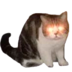 edpik
