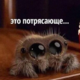 ������ ������������ pawook