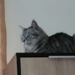 Sonmeister