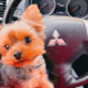 Автор поста оценил этот комментарий